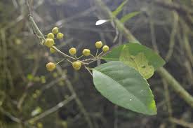 Image result for Gymnosporia matoboensis