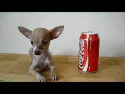 We did not find results for: Teacup Chihuahua Deer Head Female Chihuahua Cabeza De Venado Mini Toy Youtube