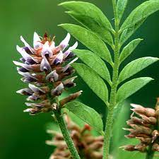 Licorice is herbaceous perennial legume about 1 m tall. Licorice Root Nccih