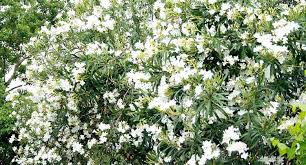 Unfortunately for dog lovers, the aspca lists wandering jew as toxic due to its tendency to cause dermatitis or allergies in dogs. Creating A Pet Safe Garden A Guide To Toxic And Non Toxic Plants Epic Gardening
