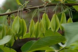 Image result for Halesia