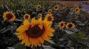 Bunga matahari dari neraka (the hellfire sunflowers). Lansekap Sempurna Hamparan Bunga Matahari Dan Senja Yang Mempesona