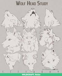 Pin By Almendra Kovac On Tutorialy Psovye Wolf Sketch Wolf Face Drawing Anime Wolf Drawing