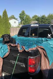 The canine federation of canada was created in 1989 by merville landry of new brunswick who under the authority of ag canada, breeds are registered through canadian livestock records. Hijsx Wbds86m