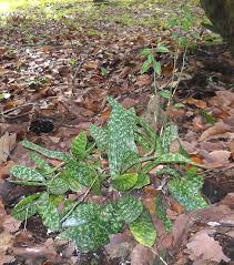 Image result for Oeceoclades