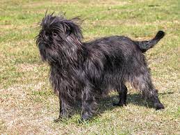 Maybe you would like to learn more about one of these? Das Hunderassen Lexikon The Pet World