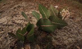 Florida Native Wildflower Great Greenroof Plant Asclepias Humistrata Pinewoods Milkweed Blooming Now Plants Plant Leaves Urban Heat Island
