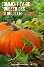 Comment Faire Pousser Des Citrouilles Citrouille Cultiver Des Citrouilles Planter Des Graines De Citrouille