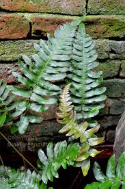 Image result for Blechnum punctulatum