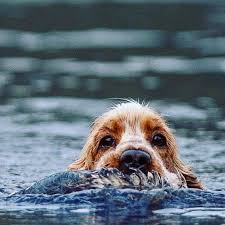 Black And Tan Cocker Spaniel For Sale Los Angeles Pin On Paw Print