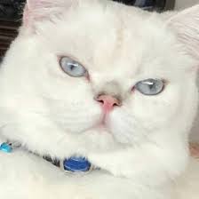 Miniklerimiz Simdiden Iyi Yillar Diler Izmir British Shorthair Scottish Foldhair