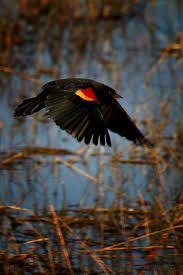 Black Bird With Red And Yellow Shoulders Red Winged Blackbird