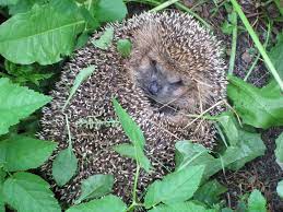 Dengan tiket ini, anda dapat masuk melalui satu dari lima gerbangnya: Siil Macaan Kacsi Macaan Wasmo Tee Ugu Macaan 960 X 720 Jpeg 86kb