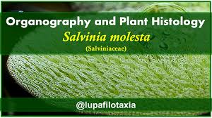 Image result for Salviniaceae