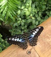 Tropische schmetterlinge flattern im botanischen garten münchen vom 20.12.2019 bis 15.3.2020. Garten Der Schmetterlinge Aumuhle 2020 All You Need To Know Before You Go With Photos Tripadvisor