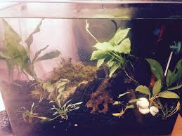 Pin On Aquarium Vivarium Paludarium
