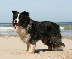 Ironically, these coats are coarser than their 'rough' counterparts. Animal Journal Puppy Cute Long Haired Border Collie