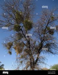 Image result for Viscum verrucosum