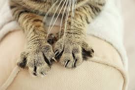 To stop your cat scratching furniture: 10 Natural Home Remedies To Stop A Cat From Scratching Clawing Excited Cats