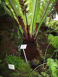 Image result for Asplenium diplazisorum