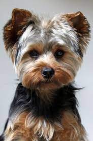 The biggest question for usual yorkie keepers is that, should they go to a professional for grooming or do it. Pin On Doggies