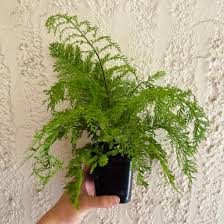 Image result for Asplenium blastophorum