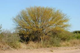 Image result for Grewia praecox