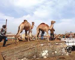 His last drink had been weeks ago. Https Www Animals Angels De Fileadmin User Upload 03 Publikationen Dokumentationen Animals Angels The Welfare Of Dromedary Camels During Road Transport In The Middle East Pdf