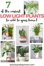 Indoor plants that only need little light. 7 Super Easy Plants That Don T Need A Lot Of Light To Thrive Houseplant Plant Easyplant Low Light Plants Indoor Plants Low Light Easy Plants