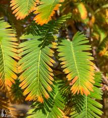 Image result for Metasequoia glyptostroboides