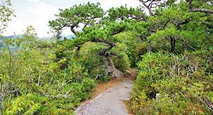 Flat Rock Trail Blue Ridge Parkway