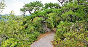 Flat rock also has many different parks with walking and hiking trails. Flat Rock Trail Blue Ridge Parkway