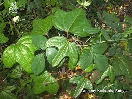 Image result for Aristolochia triactina