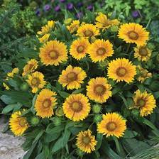 Gaillardia Arizona Apricot Potted Flower Plant From D T Brown
