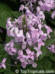 Image result for Pseuderanthemum