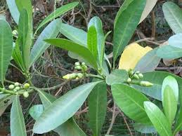 Image result for Voacanga thouarsii