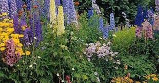 This Is How I Want My Mixed Flower Garden To Eventually Look Like Beautiful Gardens Beautiful Flowers Garden Flower Garden