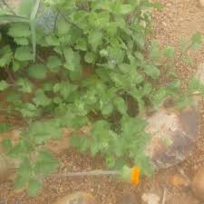 Image result for Crassocephalum vitellinum