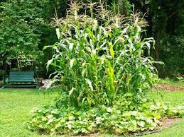 Maybe you would like to learn more about one of these? Native American Gardening Home And Garden Victoriaadvocate Com