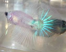 Beautiful Cellophane Iridescent Halfmoon Betta Betta Fish Pet Fish Fish