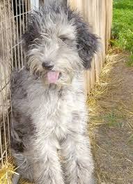 If you want to get an aussiepoo puppy, the only place you can get one is from a reputable breeder that has some sort of experience in breeding australian shepherds and poodles. Aussiedoodle Dog Breed Information And Pictures