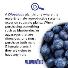 What Does Dioecious Plant Mean A Dioecious Plant Is One Where The Male And Female Reproductive Systems Occur On Separate Plants While Both Plants Produce Flo