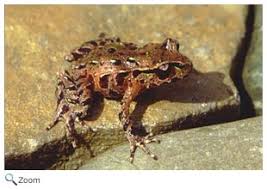 Image result for Maerua andradae