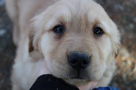 Pups reared in the home and are wonderful with children and well socialised. Troyer Farm Golden Retriever Puppies