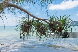 Image result for Pandanus odoratissimus