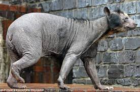 Wwf polar bear fur isn't actually white! Germany S Bald Bears Fur Disease Afflicts Dolores And Baffles Vets Daily Mail Online