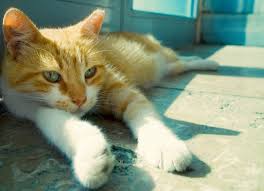 Cats are known to be susceptible to ear mites, especially if they have access to the outdoors. Ear Tipping Cats In Theory And In Practice Petmd