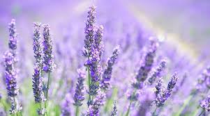 This practice grew especially popular during the victorian era, when people selected the flowers within a bouquet as carefully as they would choose. Lavender Flower Meaning Symbolism And Colors