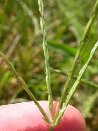 Image result for Digitaria nitens
