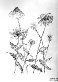Purple Coneflower Flower Drawing Botanical Drawings Flower Painting